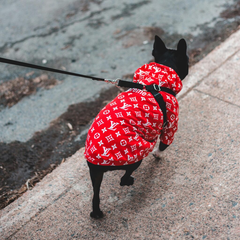 A fashionable Boston Terrier walks outdoors wearing a stylish red designer coat.